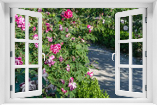 Fototapeta Naklejka Na Ścianę Okno 3D - Beautiful rose garden in summertime