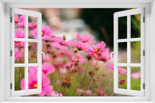 Fototapeta Naklejka Na Ścianę Okno 3D - Pink cosmos flowers in the field on a soft blurry background