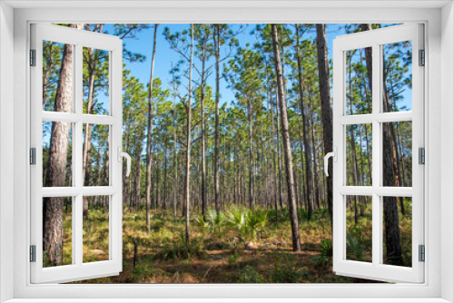 Fototapeta Naklejka Na Ścianę Okno 3D - A pine forest in Rock Springs Run State Reserve in central Florida.