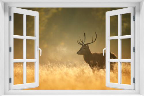 Fototapeta Naklejka Na Ścianę Okno 3D - Red Deer stag during rutting season at sunrise