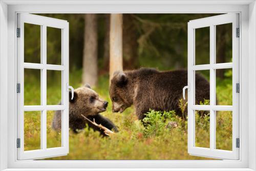 Fototapeta Naklejka Na Ścianę Okno 3D - Playful European brown bear cubs in a forest
