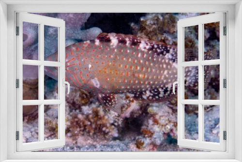 Fototapeta Naklejka Na Ścianę Okno 3D - Closeup shot of fish at a coral reef