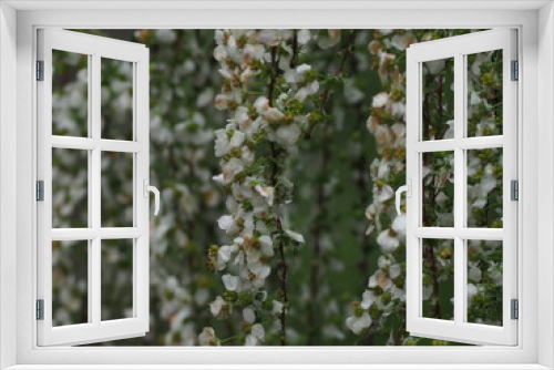 Fototapeta Naklejka Na Ścianę Okno 3D - 白い花