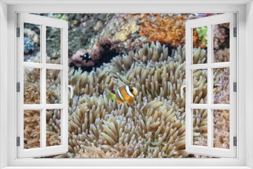 Fototapeta Naklejka Na Ścianę Okno 3D - clown fish on an anemone underwater reef in the tropical ocean