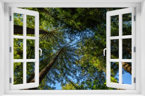 Fototapeta Naklejka Na Ścianę Okno 3D - Canopy of Redwood trees in Muir Woods, CA