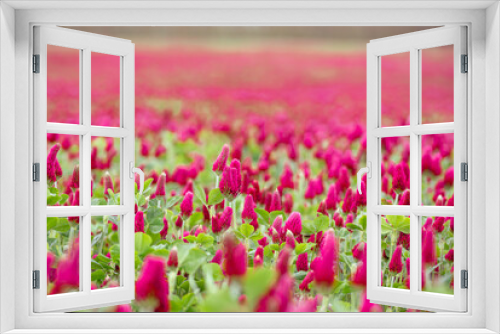 Fototapeta Naklejka Na Ścianę Okno 3D - Landscape. Trifolium incarnatum, crimson clover or Italian clover. Field of flowering crimson clovers (Trifolium incarnatum) in spring rural landscape.