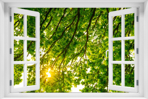 Fototapeta Naklejka Na Ścianę Okno 3D - Shaded vertical view of an ancient English oak tree seen in full leaf. The sun can be seen bursting though.