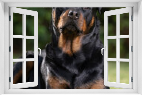 Fototapeta Naklejka Na Ścianę Okno 3D - Stunning proud Adult pedigree male Rottweiler sitting and laying grass posing for a photograph, taken at eye level with studio lights on the lawn looking inquisitive, ready to protect 