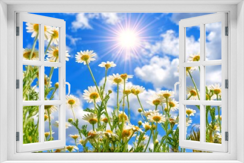 Fototapeta Naklejka Na Ścianę Okno 3D - Sunlit Symphony: Blooming Daisies Bask in the Blue Sky