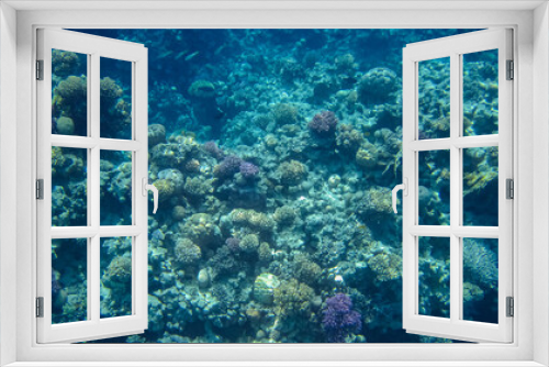 Fototapeta Naklejka Na Ścianę Okno 3D - Colorful, picturesque coral reef at the bottom of tropical sea, different types of hard coral and violet Pocillopora, underwater landscape
