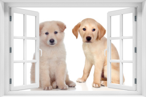 Fototapeta Naklejka Na Ścianę Okno 3D - Pretty puppies dog sitting