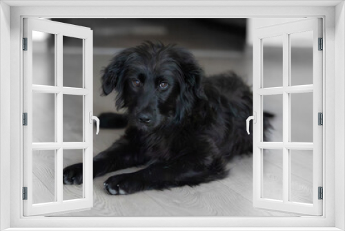 Fototapeta Naklejka Na Ścianę Okno 3D - Black dog puppy lying down on the floor at home, looking at camera, close-up portrait