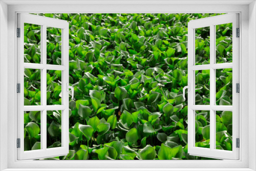 Fototapeta Naklejka Na Ścianę Okno 3D - Green water hyacinth in pond
