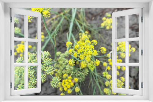 Fototapeta Naklejka Na Ścianę Okno 3D - close-up dill plant in selective focus. Fresh dill (Anethum graveolens) growing on the vegetable bed. Annual herb, family Apiaceae. Growing fresh herbs. Green plants in the garden