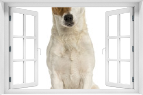 Fototapeta Naklejka Na Ścianę Okno 3D - Front view of a Jack russell terrier sitting, isolated