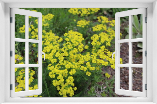 Fototapeta Naklejka Na Ścianę Okno 3D - Euphorbia cyparissias : Euphorbe petit-cyprès 
