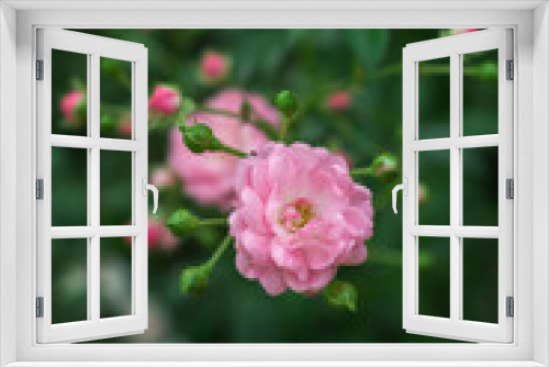 Fototapeta Naklejka Na Ścianę Okno 3D - natural background with graceful small pink roses and buds on a bush in the garden