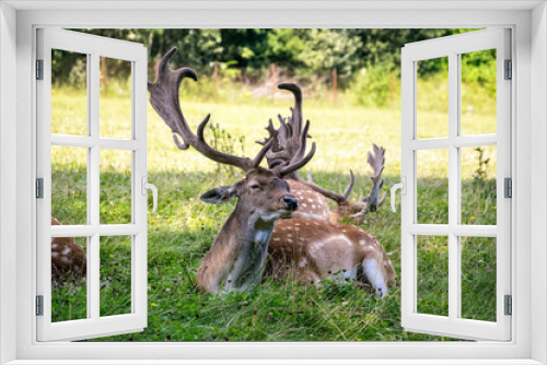 Fototapeta Naklejka Na Ścianę Okno 3D - Beautiful fallow deer with large antlers in a meadow