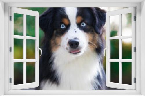 Fototapeta Naklejka Na Ścianę Okno 3D - Tricolor dog breed Miniature American Shepherd