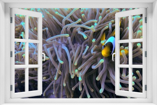 Fototapeta Naklejka Na Ścianę Okno 3D - fish in anemone