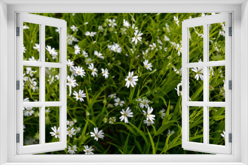 Fototapeta Naklejka Na Ścianę Okno 3D - White flowers of Stellaria holostea (Rabelera holostea).