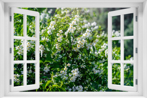 Fototapeta Naklejka Na Ścianę Okno 3D - Jasmine blossom branch in the garden in spring
