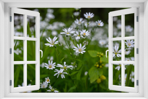 Fototapeta Naklejka Na Ścianę Okno 3D - White flowers of Stellaria holostea (Rabelera holostea).