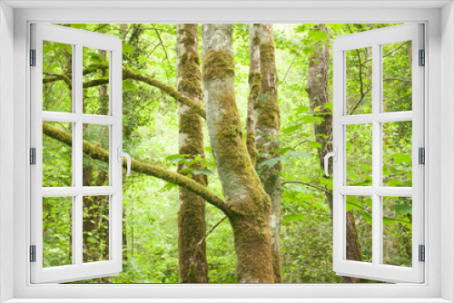 Fototapeta Naklejka Na Ścianę Okno 3D - Musgo, verde, tronco, madera, arboles, tronco, cubrir, primavera, verde, madera, asturias, 