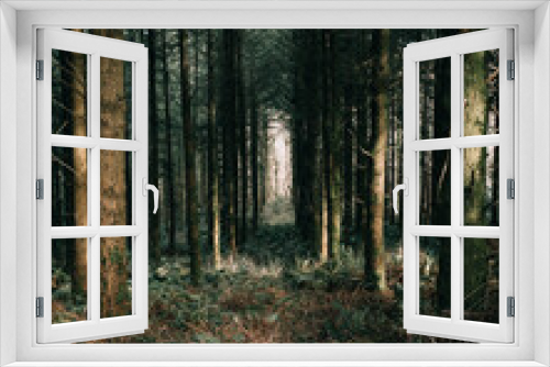 Fototapeta Naklejka Na Ścianę Okno 3D - Haldon Forest