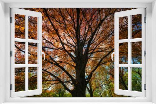 Fototapeta Naklejka Na Ścianę Okno 3D - Majestic Copper Beech Tree In Spring