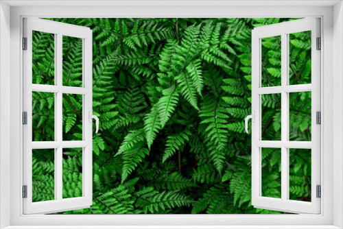 Fototapeta Naklejka Na Ścianę Okno 3D - Blurred image of fern leaves.Natural green background.