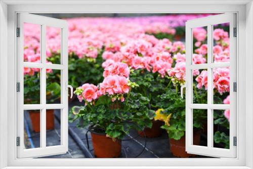 Fototapeta Naklejka Na Ścianę Okno 3D - Greenhouse with blooming geranium flowers