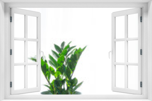 Fototapeta Naklejka Na Ścianę Okno 3D - Zamioculcas close-up in the interior on a table in a planter on a white background of a window with a curtain. Houseplant Growing and caring for indoor plant, green home. Minimalism