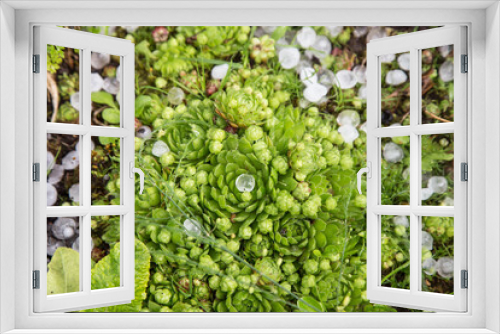 Fototapeta Naklejka Na Ścianę Okno 3D - Hail after hailstorm on green plant in garden close up. Ice balls after spring summer thunderstorm