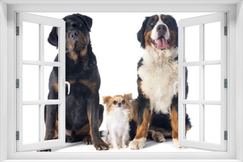 Fototapeta Naklejka Na Ścianę Okno 3D - three dogs
