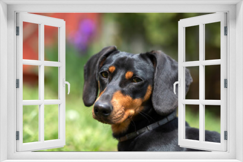 Fototapeta Naklejka Na Ścianę Okno 3D - A cute dachshund in a  lush spring garden