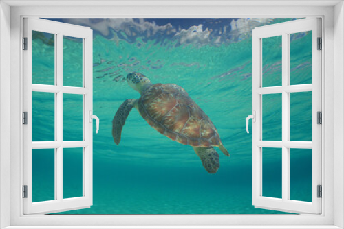 Fototapeta Naklejka Na Ścianę Okno 3D - a beautiful green sea turtle in the crystal clear waters of the caribbean sea