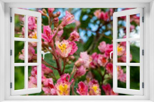 Fototapeta Naklejka Na Ścianę Okno 3D - Kearsney Abbey Gardens , kwiat kasztanowca różowy