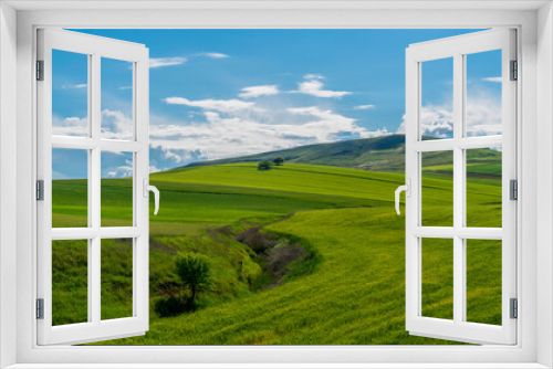 Fototapeta Naklejka Na Ścianę Okno 3D - Far view of green crops in a hilly field and a couple of trees on top of the hill.