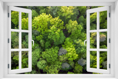Fototapeta Naklejka Na Ścianę Okno 3D - top down view of the green trees in the forest