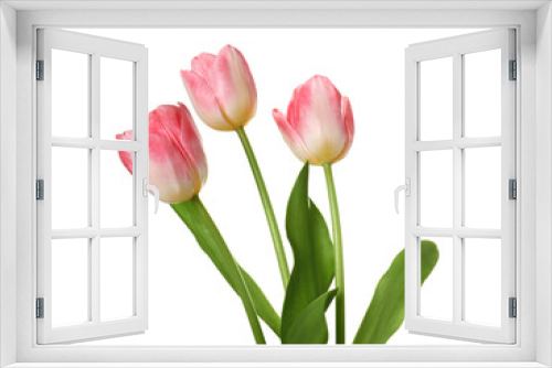 Fototapeta Naklejka Na Ścianę Okno 3D - Beautiful pink tulip flowers isolated on white