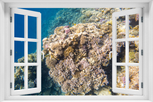 Fototapeta Naklejka Na Ścianę Okno 3D - Coral reef under sea water.