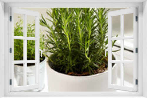 Fototapeta Naklejka Na Ścianę Okno 3D - Aromatic green rosemary in pots on windowsill