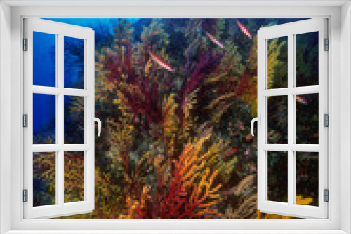Fototapeta Naklejka Na Ścianę Okno 3D - gorgonie