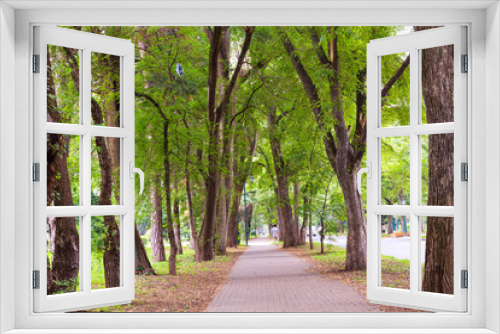 Fototapeta Naklejka Na Ścianę Okno 3D - Row of Trees