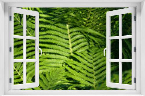 Fototapeta Naklejka Na Ścianę Okno 3D - green fern leaves nature background