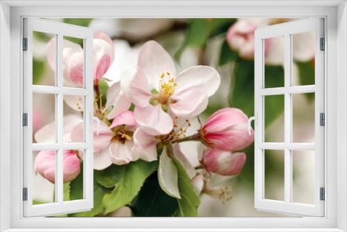 Fototapeta Naklejka Na Ścianę Okno 3D - Bouquet of pink apple blossoms, horizontal photo
