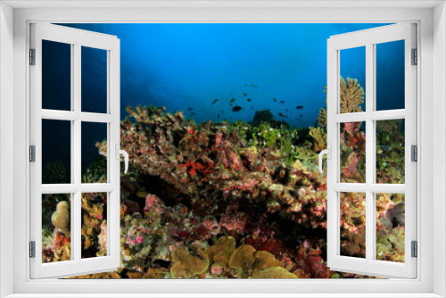 Fototapeta Naklejka Na Ścianę Okno 3D - Colourful coral reef on the seabed with a variety of fish in the background.