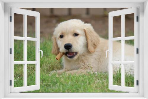 Fototapeta Naklejka Na Ścianę Okno 3D - golden retriever puppy with a chew