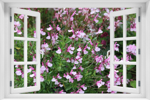 Fototapeta Naklejka Na Ścianę Okno 3D - Full frame image of pink salvia flowers and green foliage